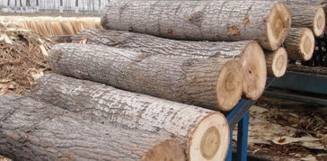 楊木原木采購(gòu)指南 價(jià)格行情、廠家資源與選購(gòu)要點(diǎn)